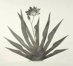 Jana Beer, Black Star, charcoal on paper, 2006