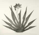 Jana Beer, Black Star, charcoal on paper, 2006