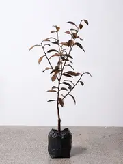 Michael Parekōwhai, The Moment of Cubism, hand-finished cast bronze, unique (2009)