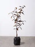 Michael Parekōwhai, The Moment of Cubism, hand-finished cast bronze, unique (2009)