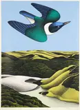 Don Binney, Swoop of the Kotare, Wainamu