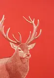 Hannah Jensen, Red Stag, 53 layers of carved acrylic on board