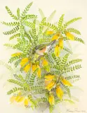 Elaine Power, Tauhou among Kōwhai, watercolour and graphite on paper