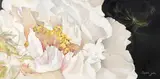 Elizabeth Jenkins, White Peony, oil on canvas
