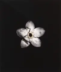 Roberta Thornley, Forget-me-not (Bruised), archival pigment ink photograph on Hahnemühle Photo Rag