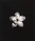 Roberta Thornley, Forget-me-not (Bruised)