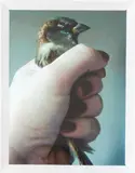 Fiona Pardington, Bird in Fist