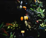 Greta Anderson, Day for Night, Cocoa Plant (2009), pigment print, 2/5