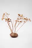 Len Castle, Sedge grass holder, stoneware with umber pigment wash, multiple apertures to the top