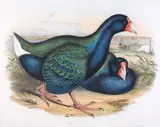 John Gould & H.C. Ritcher, Notornis Mantelli (Takehe)