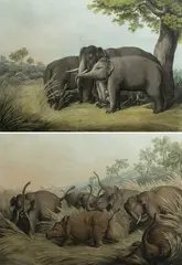 Samuel Howitt, ‘Rhinoceros Hunted by Elephants’ & ‘Decoy Elephants Catching a Male’
