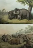 Samuel Howitt, ‘Rhinoceros Hunted by Elephants’ & ‘Decoy Elephants Catching a Male’