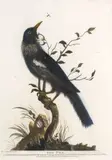 Robert Laurie, ‘The Poa’ [Tui]