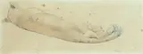 William Strutt, Untitled - Study of a Sleeping Lioness, pencil and wash sketch