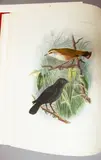 Supplement to the Birds of New Zealand, 2 volumes by Sir Walter Lawry Buller [association copy], sold Dec 2023