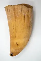 Tabua, A 19th century Fijian sperm whale tooth, yellowish cream patina, with two suspension holes, one at each end