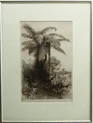 Trevor Lloyd, Tree Ferns, etching