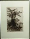 Trevor Lloyd, Tree Ferns, etching