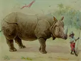 G.H.T., Satirical study of a young Native boy leading a Rhinoceros by its horn., watercolour