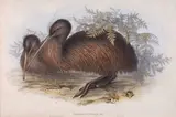 John & Elizabeth Gould, Apteryx Australis (Kiwi)