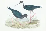 John & Elizabeth Gould, Himanoptopus Novae Zealandiae, New Zealand Stilt