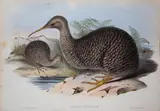 John Gould & H.C. Richter, Apteryx Owenii (Kiwi)