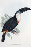 John & Elizabeth Gould, Ramphastos Citreopygus, Lemon rumped Toucan