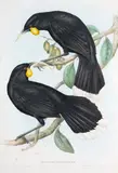 John Gould & G.R. Gray, Neomorpha Gouldii (Huia)
