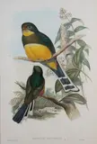 John Gould & H.C. Ritcher, Harpactes Reinwardti, Reinwardt’s Trogan