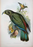 John Gould & H.C. Ritcher, Nestor Notabilis, Kea Parrot