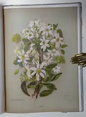 Mrs Charles Hetley, The Native Flowers of New Zealand