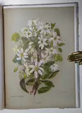 Mrs Charles Hetley, The Native Flowers of New Zealand