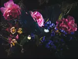 Fiona Pardington, Tui on a Byre of Flowering Sage and Wild Roses, pigment inks on Hahnemühle photo rag, 3/10