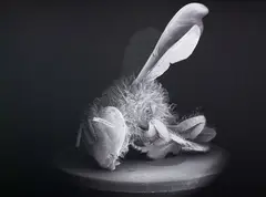 Anne Noble, Dead Bee Portrait #13, pigment print on archival paper, 2/10