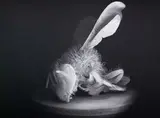 Anne Noble, Dead Bee Portrait #13, pigment print on archival paper, 2/10