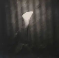 Anne Noble, Lily, gelatin silver print