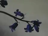 Peter Peryer, Bluebells, C-type print, 31/50