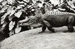 Alligator by Peter Peryer, gelatin silver print, sold Oct 2023