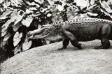 Peter Peryer, Alligator, gelatin silver print