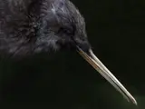 Fiona Pardington, He Kiwi Kāwhatawhata