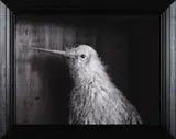 Fiona Pardington, Andrew's Albino Kiwi III
