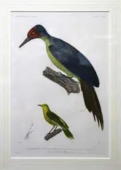 Adrian Migneret, Voyage de l'Astrolabe - Zoologie - Oiseaux: Plate 17, hand-coloured engraving
