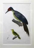 Adrian Migneret, Voyage de l'Astrolabe - Zoologie - Oiseaux: Plate 17, hand-coloured engraving