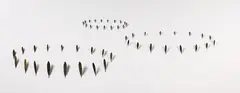 Elizabeth Thomson, Three Islands of Dodonaea, gesso on board with lost wax cast bronze