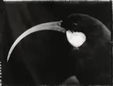 Fiona Pardington, Portrait of a Female Huia, hand-toned gelatin silver print