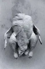 Headless Chicken by Peter Peryer, gelatin silver print, 6/15, sold Nov 2022