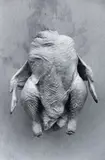 Peter Peryer, Headless Chicken