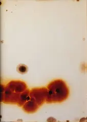 Red bloom by Joyce Campbell, unique Ilfochrome photogram, offered Nov 2022
