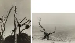 Gordon Walters, Dead Trees, Waikanae, three gelatin silver prints