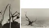 Gordon Walters, Dead Trees, Waikanae